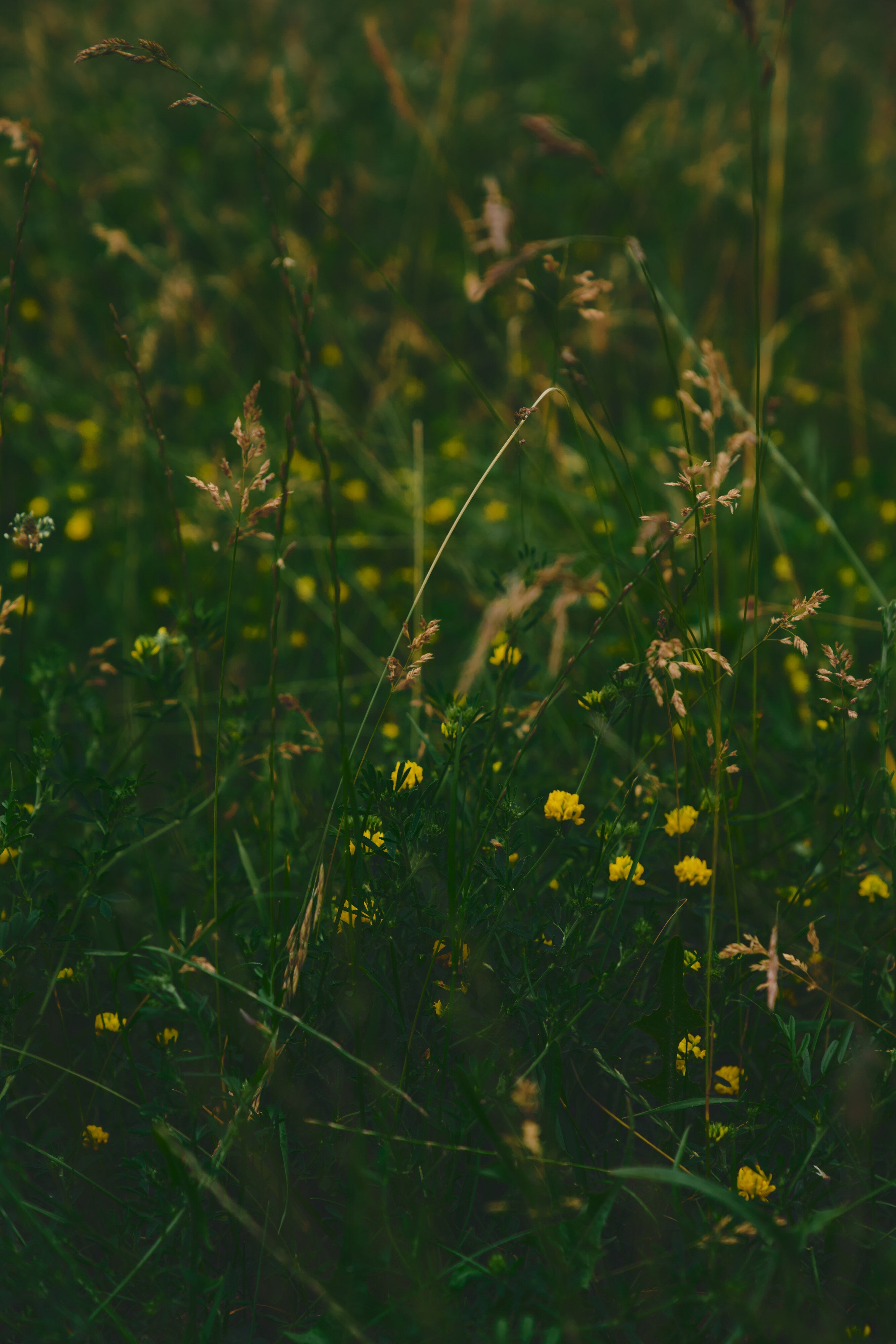 ЧОРНА П'ЯТНИЦЯ