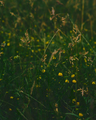 ЧОРНА П'ЯТНИЦЯ